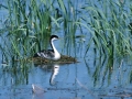 Western Grebe