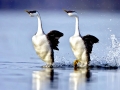 Western Grebe
