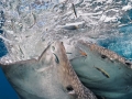 Whale Shark