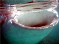 Whale Shark