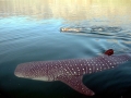 Whale Shark