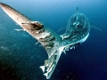 Whale Shark