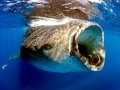 Whale Shark