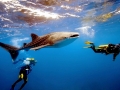 Whale Shark