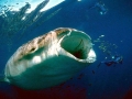 Whale Shark
