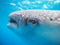 Whale Shark