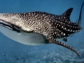 Whale Shark