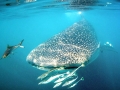Whale Shark