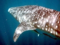 Whale Shark