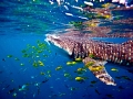 Whale Shark