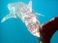 Whale Shark