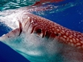 Whale Shark