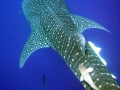 Whale Shark