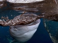 Whale Shark