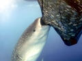 Whale Shark