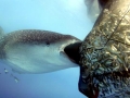Whale Shark