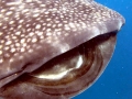 Whale Shark