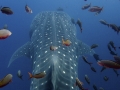 Whale Shark