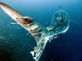 Whale Shark
