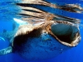 Whale Shark