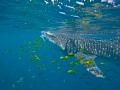 Whale Shark