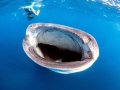Whale Shark
