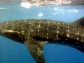 Whale Shark