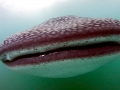 Whale Shark