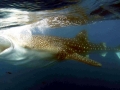 Whale Shark