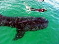 Whale Shark