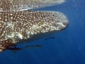 Whale Shark