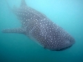 Whale Shark