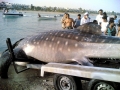 Whale Shark