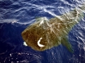 Whale Shark
