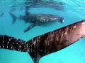 Whale Shark
