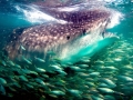 Whale Shark
