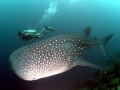 Whale Shark