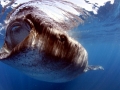 Whale Shark