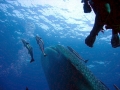 Whale Shark