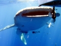 Whale Shark
