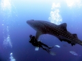 Whale Shark