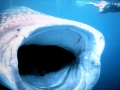 Whale Shark