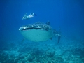 Whale Shark