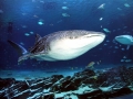 Whale Shark