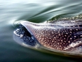 Whale Shark