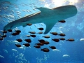 Whale Shark