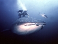 Whale Shark