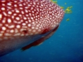 Whale Shark