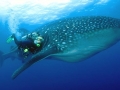 Whale Shark