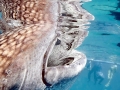 Whale Shark